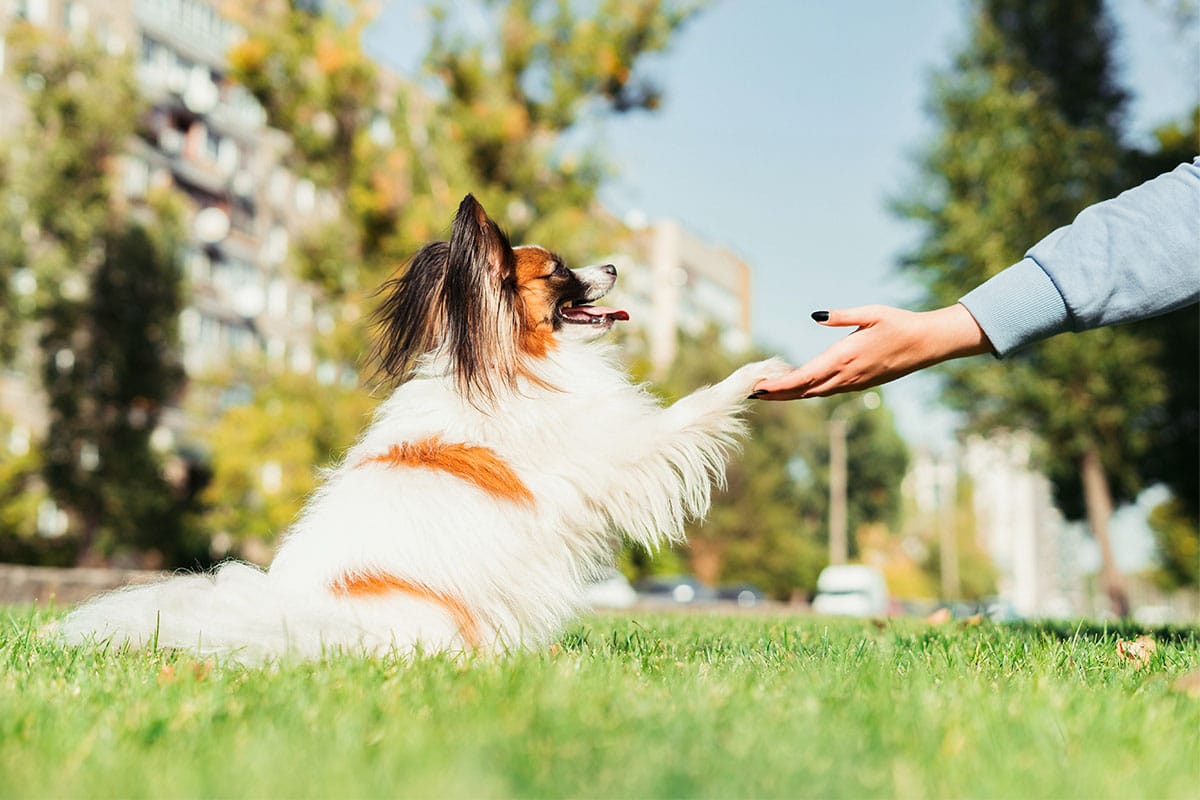 13 Darling Dog Breeds That’ll Never Stop Loving You