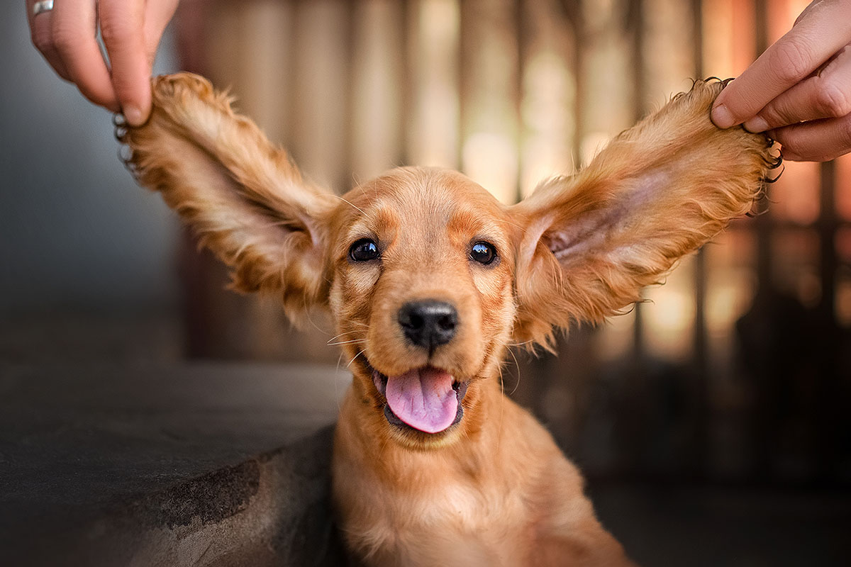 13 Dog Breeds That Are Cuter Than They Should Be 13 Dog Breeds That Are Cuter Than They Should Be