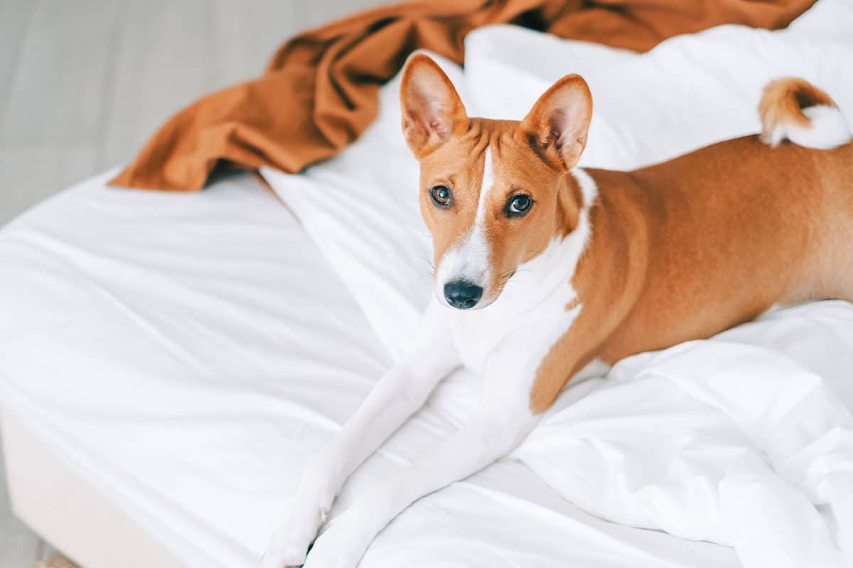 13 Dog Breeds That Are Far More Loving Than Loud