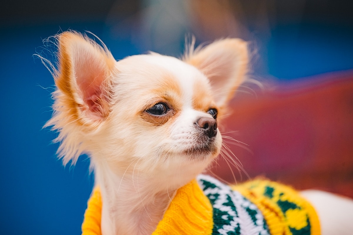 13 Dog Breeds With The Cutest Puppy Dog Eyes 13 Dog Breeds With The Cutest Puppy Dog Eyes