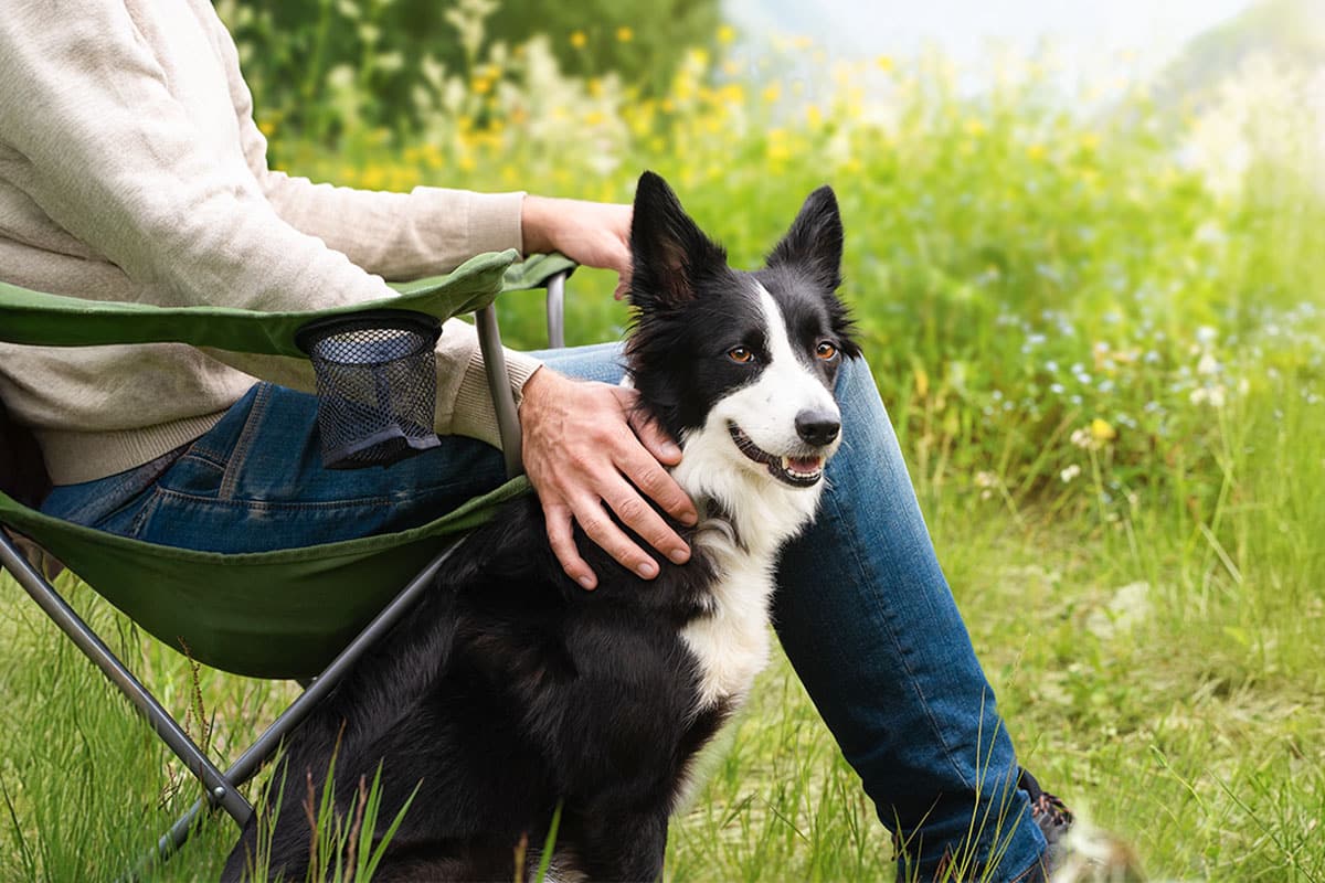 13 Fiercely Loyal Dogs Who Stand by Your Side 13 Fiercely Loyal Dogs Who Stand by Your Side