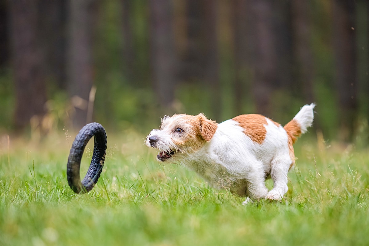 13 Focused Dog Breeds Who Choose Toys Over Treats 13 Focused Dog Breeds Who Choose Toys Over Treats