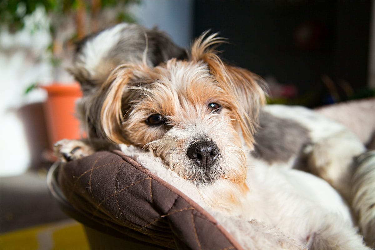 13 Laid-Back Dog Breeds That Doze Like Human Teenagers 13 Laid-Back Dog Breeds That Doze Like Human Teenagers