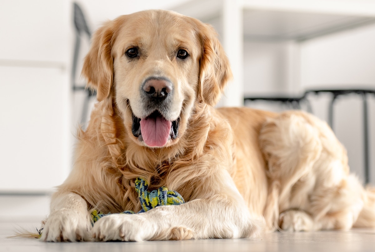 13 Loyal Dog Breeds Who’ll Never Let You Down
