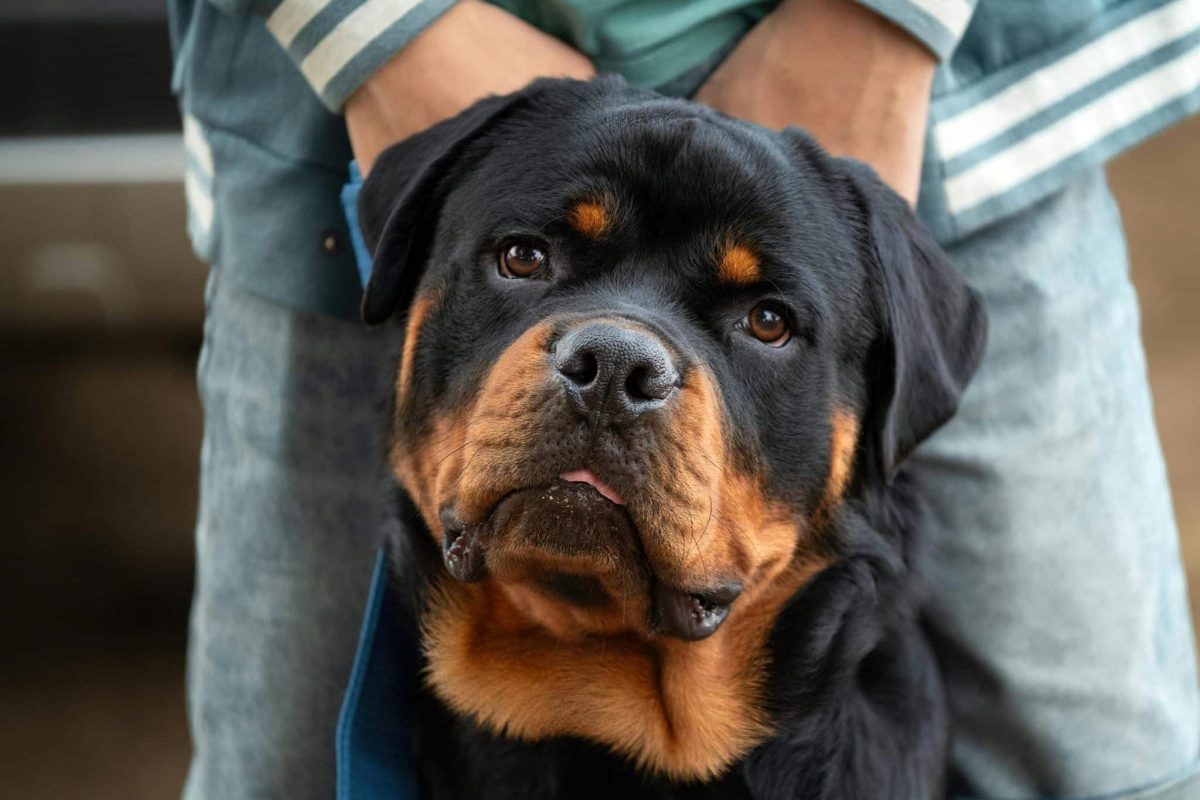 13 Most Devoted Dog Breeds Around The Globe 13 Most Devoted Dog Breeds Around The Globe