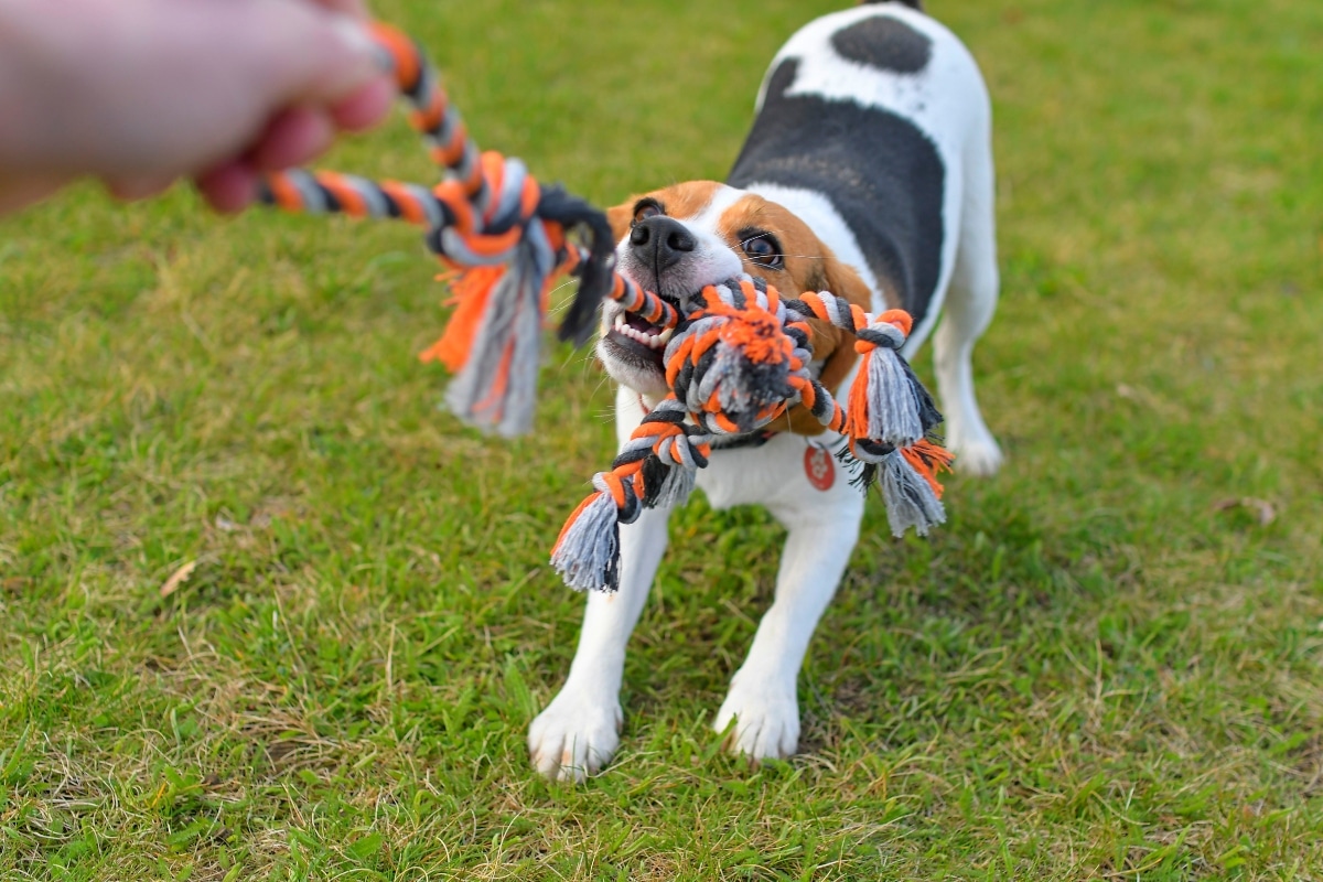 13 Routine-Loving Dog Breeds Who Need Daily Structure 13 Routine-Loving Dog Breeds Who Need Daily Structure