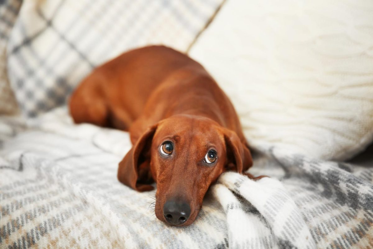 13 Sassy Dog Breeds Known for Side-Eye Mastery 13 Sassy Dog Breeds Known for Side-Eye Mastery