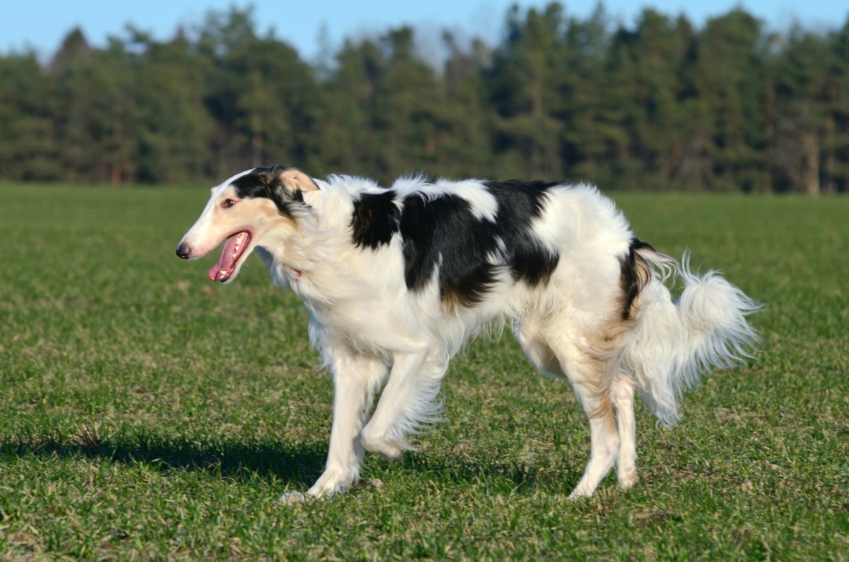13 Sleek Dog Breeds That Move With Pure Grace and Style 13 Sleek Dog Breeds That Move With Pure Grace and Style
