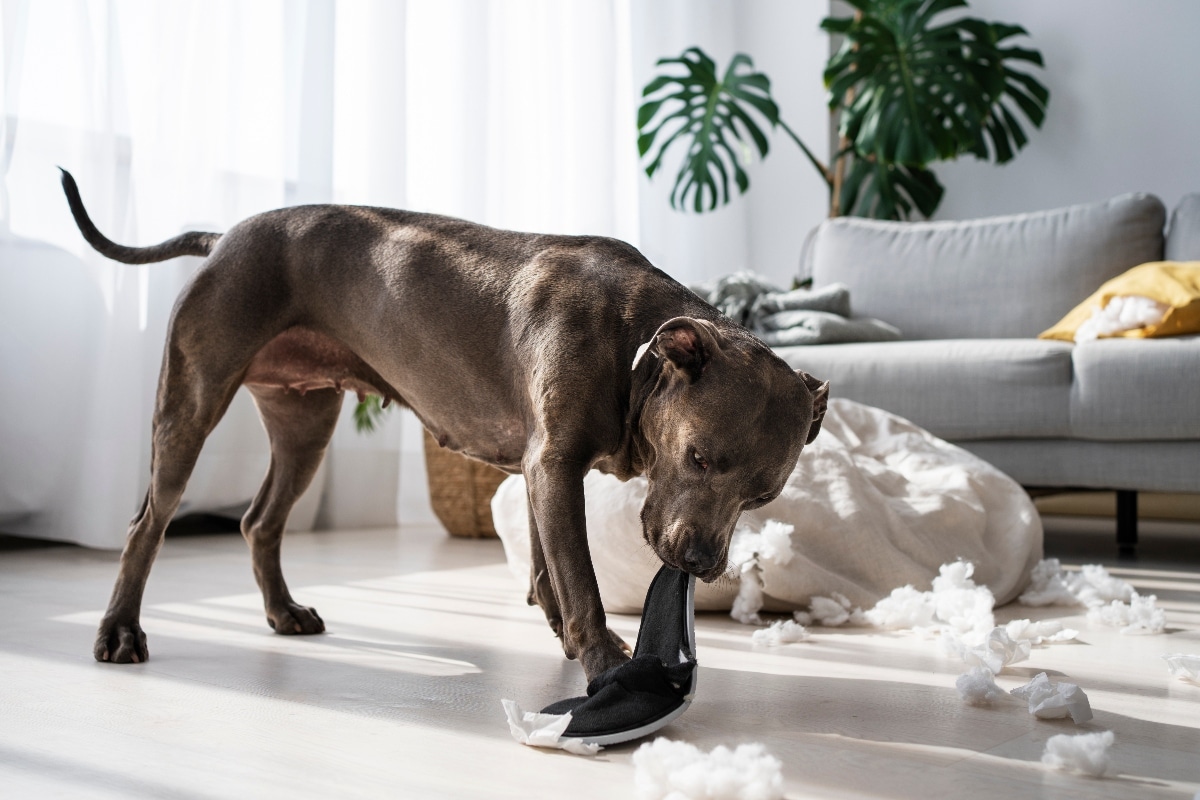 13 Strange But True Reasons Dogs Act Like They Do 13 Strange But True Reasons Dogs Act Like They Do