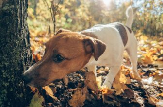 13 Supercharged Dog Breeds Made For Endless Adventure