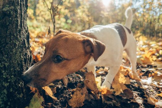 13 Supercharged Dog Breeds Made For Endless Adventure