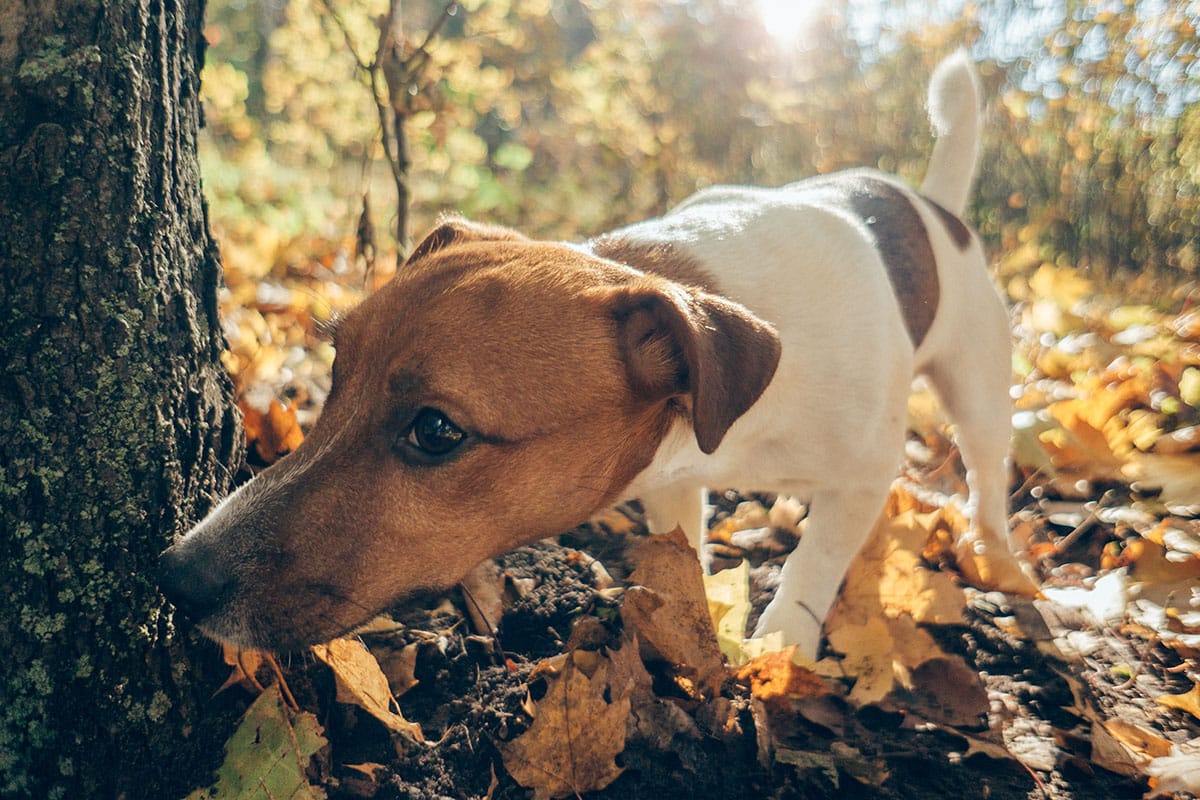 13 Supercharged Dog Breeds Made For Endless Adventure 13 Supercharged Dog Breeds Made For Endless Adventure