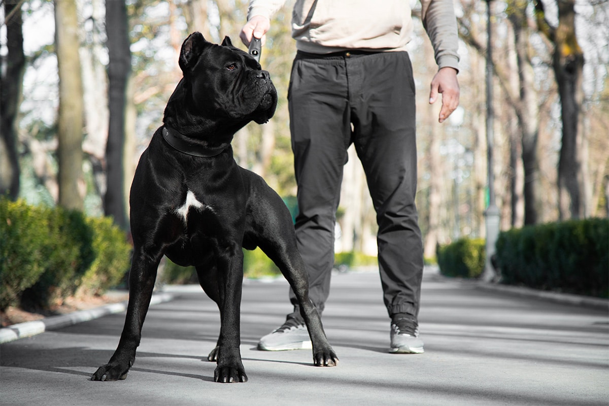 13 Tough Dog Breeds With Legendary Loyalty And Heart 13 Tough Dog Breeds With Legendary Loyalty And Heart