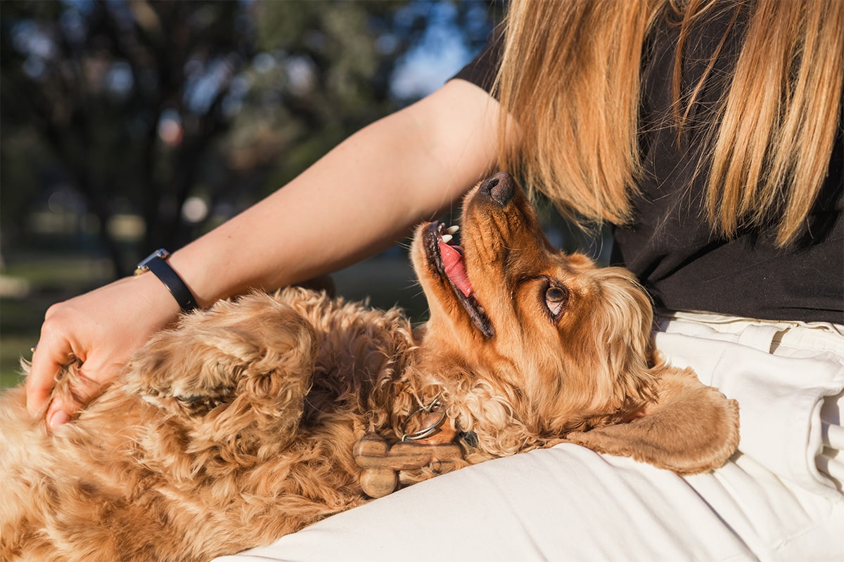 13 Ways Dogs Show They Trust You With Everything 13 Ways Dogs Show They Trust You With Everything