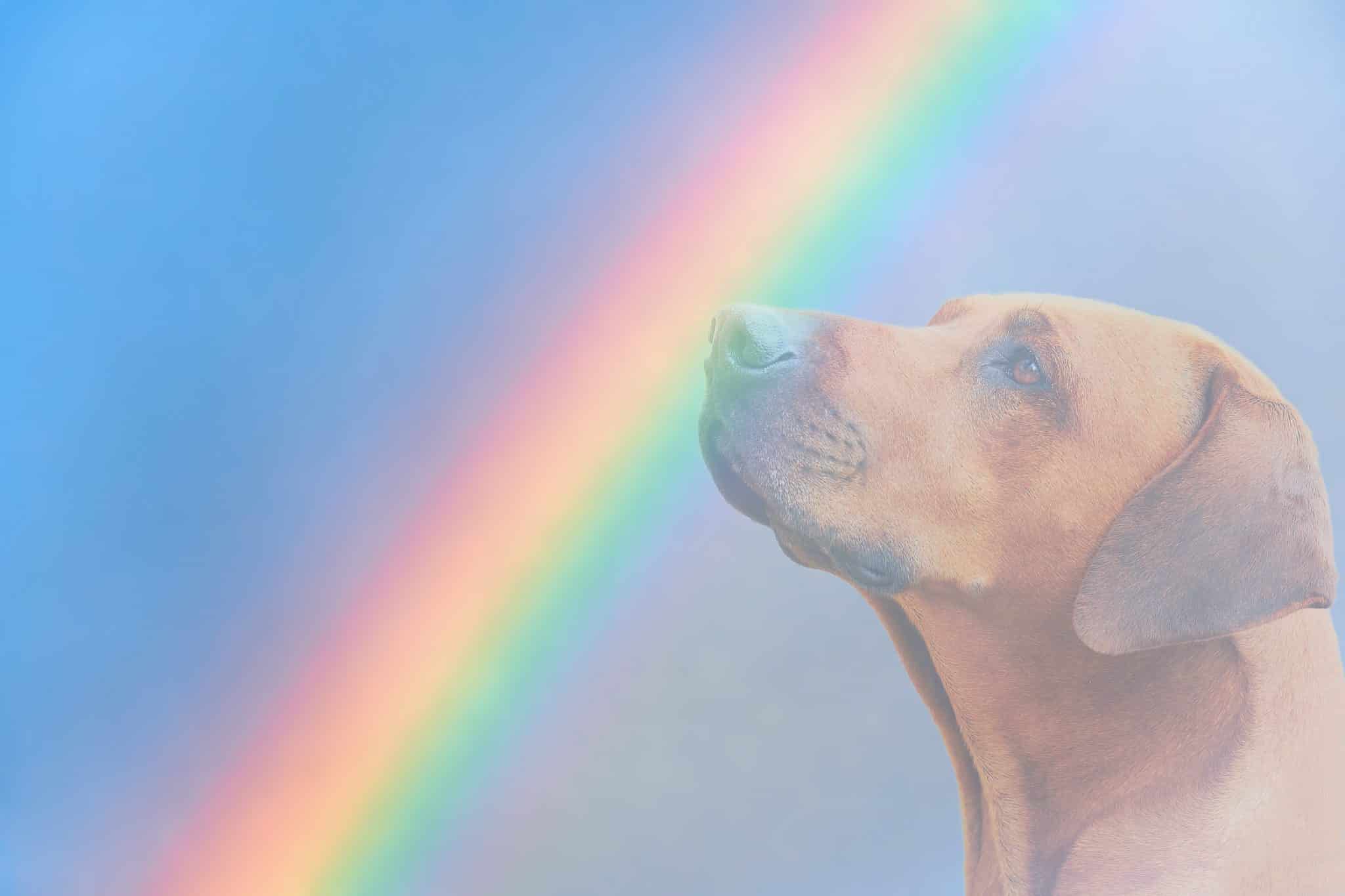 14 Heartfelt Pet Memorial Urns to Keep Their Spirit Alive 14 Heartfelt Pet Memorial Urns to Keep Their Spirit Alive