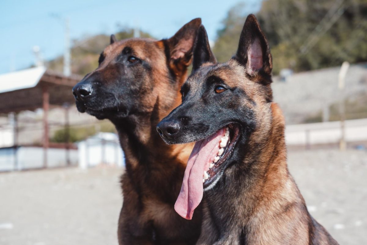 15 Brave Dog Breeds Who’d Do Anything for Their Humans 15 Brave Dog Breeds Who’d Do Anything for Their Humans