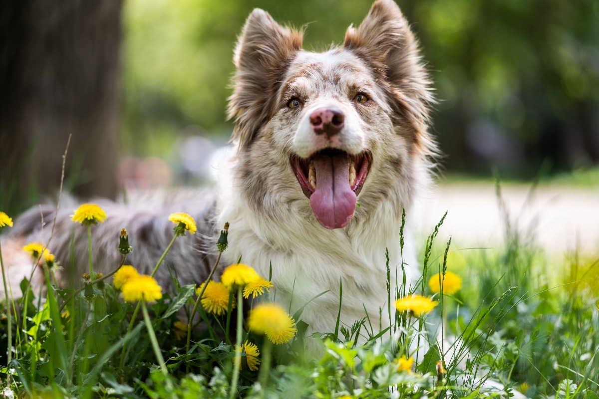 15 Committed Dog Breeds Who Bond for Life