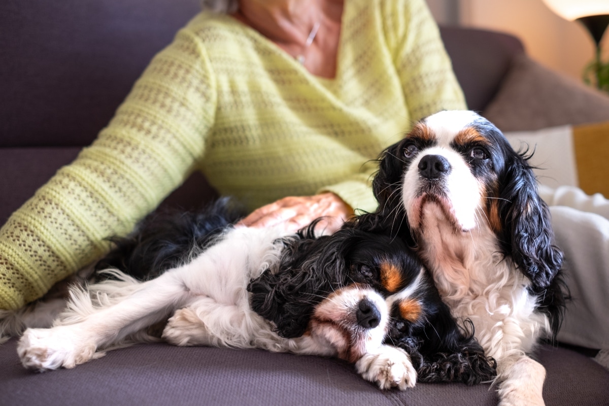 15 Dog Breeds That Don’t Forget the Ones They Love 15 Dog Breeds That Don’t Forget the Ones They Love