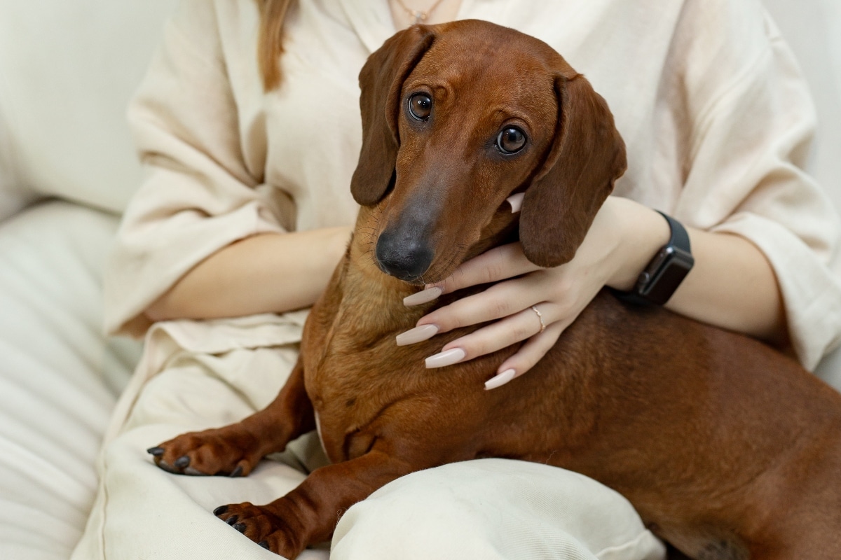15 Dog Breeds That Make The Best Stay-At-Home Buddies
