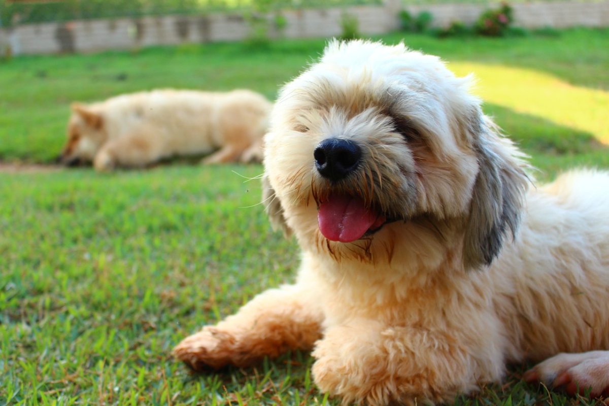 15 Dog Breeds That Match Calm, Cozy Lifestyles 15 Dog Breeds That Match Calm, Cozy Lifestyles