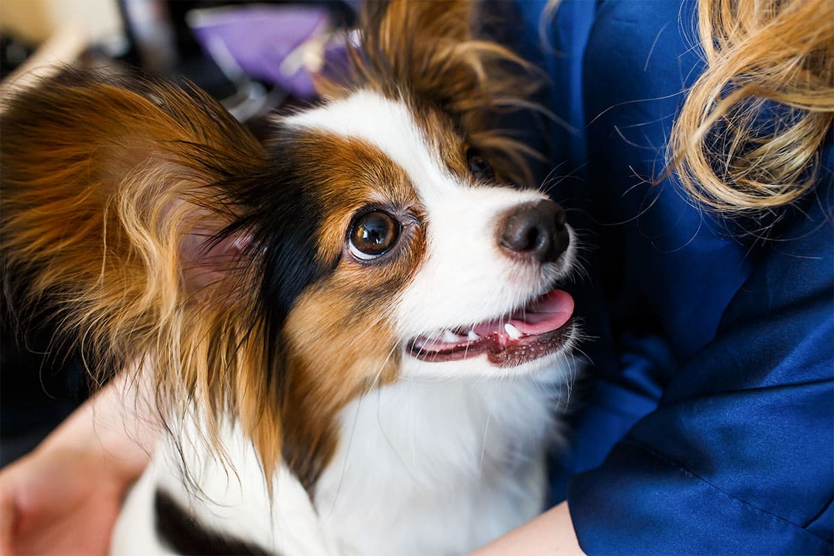 15 Dog Breeds That Seem To Have Human Souls 15 Dog Breeds That Seem To Have Human Souls