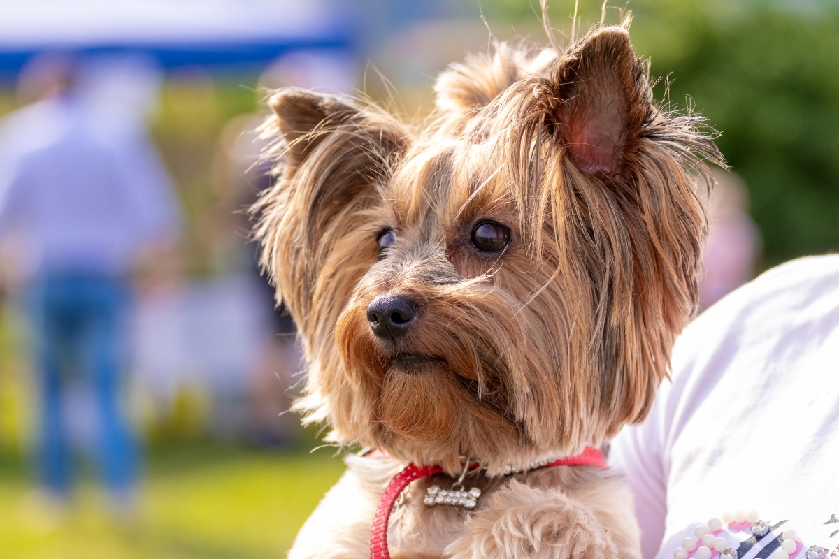 15 Dog Breeds With The Softest Ears Ever