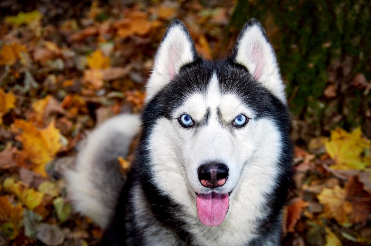 15 High-Octane Dog Breeds Who Crave Movement and Play 15 High-Octane Dog Breeds Who Crave Movement and Play
