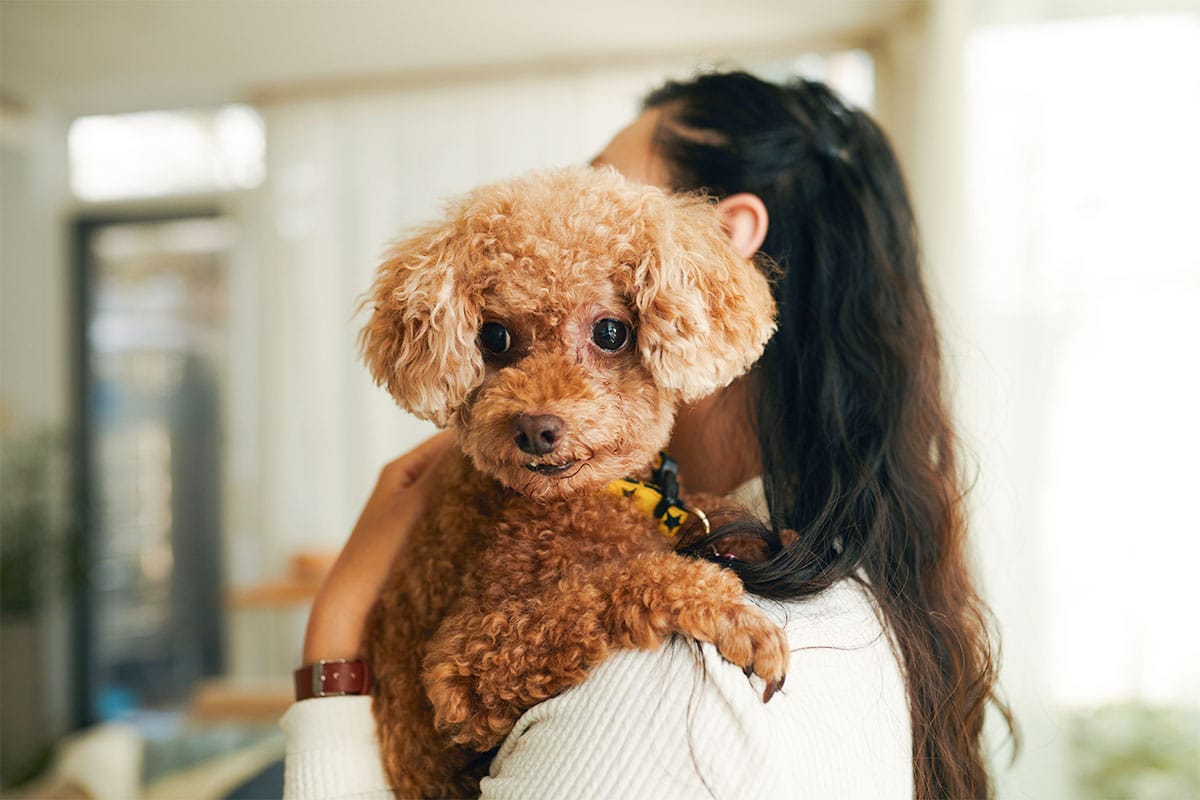 15 Incredibly Loving Dog Breeds Who Never Want To Let Go 15 Incredibly Loving Dog Breeds Who Never Want To Let Go