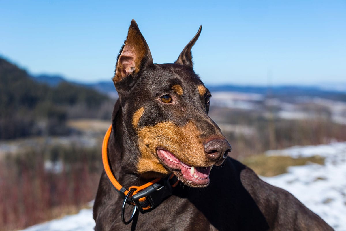 15 Smart Breeds That Are The Easiest to House Train 15 Smart Breeds That Are The Easiest to House Train
