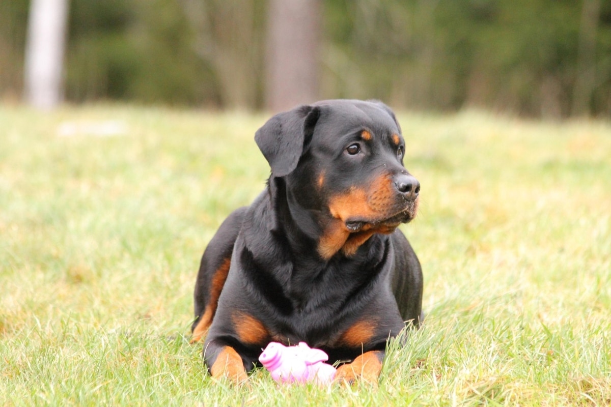 15 Smart Dog Breeds That Get Bored Very Easily 15 Smart Dog Breeds That Get Bored Very Easily