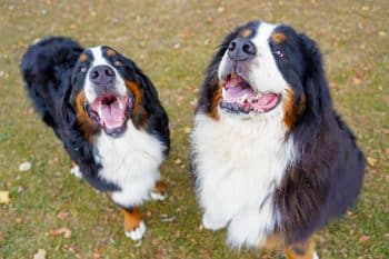 17 Heavy-Duty Amazon Products That Can Survive Big Dogs