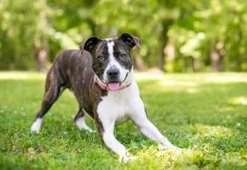 19 Amazon Dog Poop Essentials To Make You Say, ‘Well, Poo! That’s Handy! 19 Amazon Dog Poop Essentials To Make You Say, ‘Well, Poo! That’s Handy!