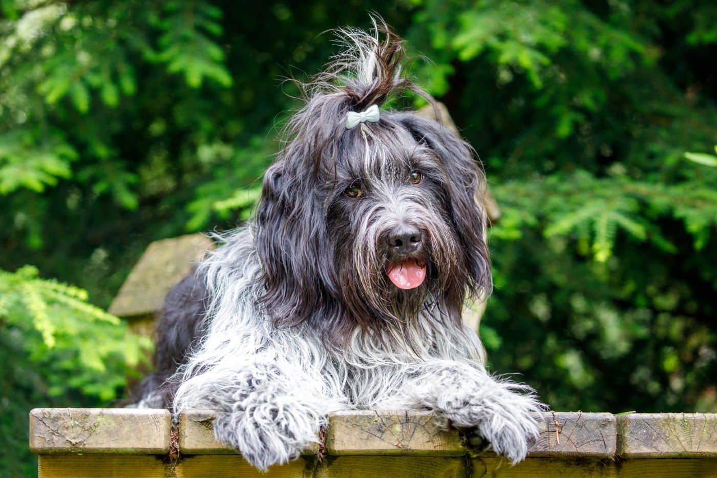 3 Best Supplements for Dogs with Seizures & Epilepsy 3 Best Supplements for Dogs with Seizures & Epilepsy