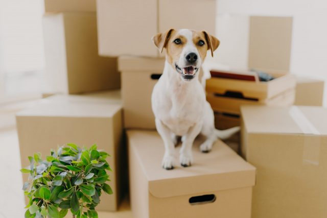 30 Best Chewy Products To Show Your Pup Some Love!