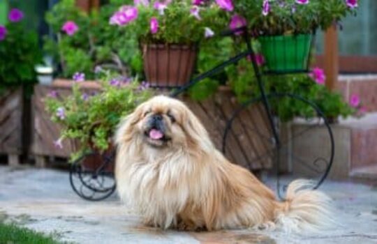 4 Best Hormone & Glandular Supplements for Dogs