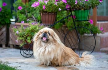 4 Best Hormone & Glandular Supplements for Dogs 4 Best Hormone & Glandular Supplements for Dogs