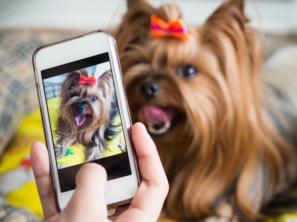 4 Tips for Communicating With Your Pet Sitter 4 Tips for Communicating With Your Pet Sitter
