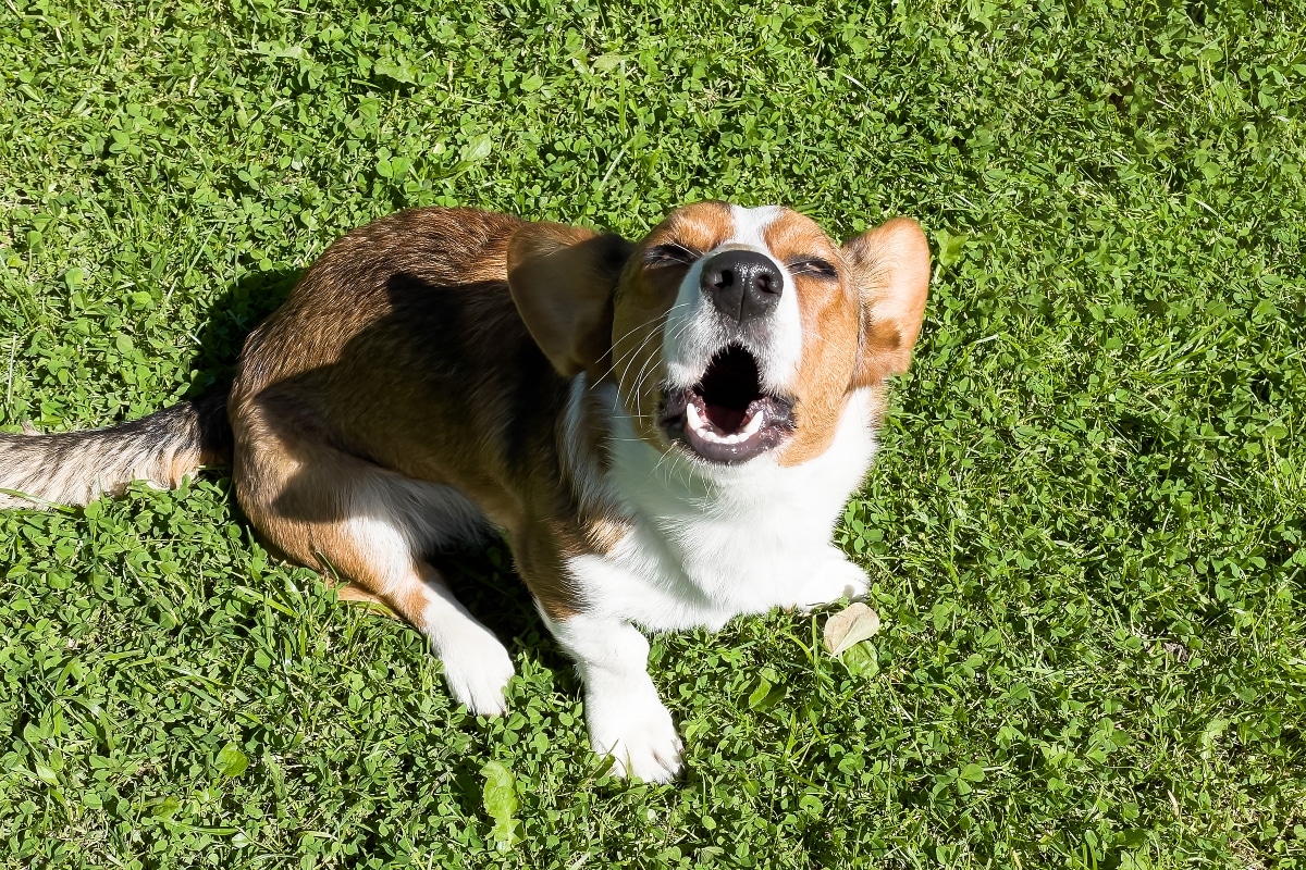 5 Best Dental Gels for Dogs 5 Best Dental Gels for Dogs