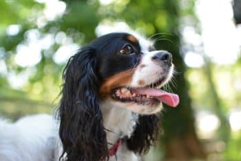 5 Best Insect Based Dog Foods 5 Best Insect Based Dog Foods