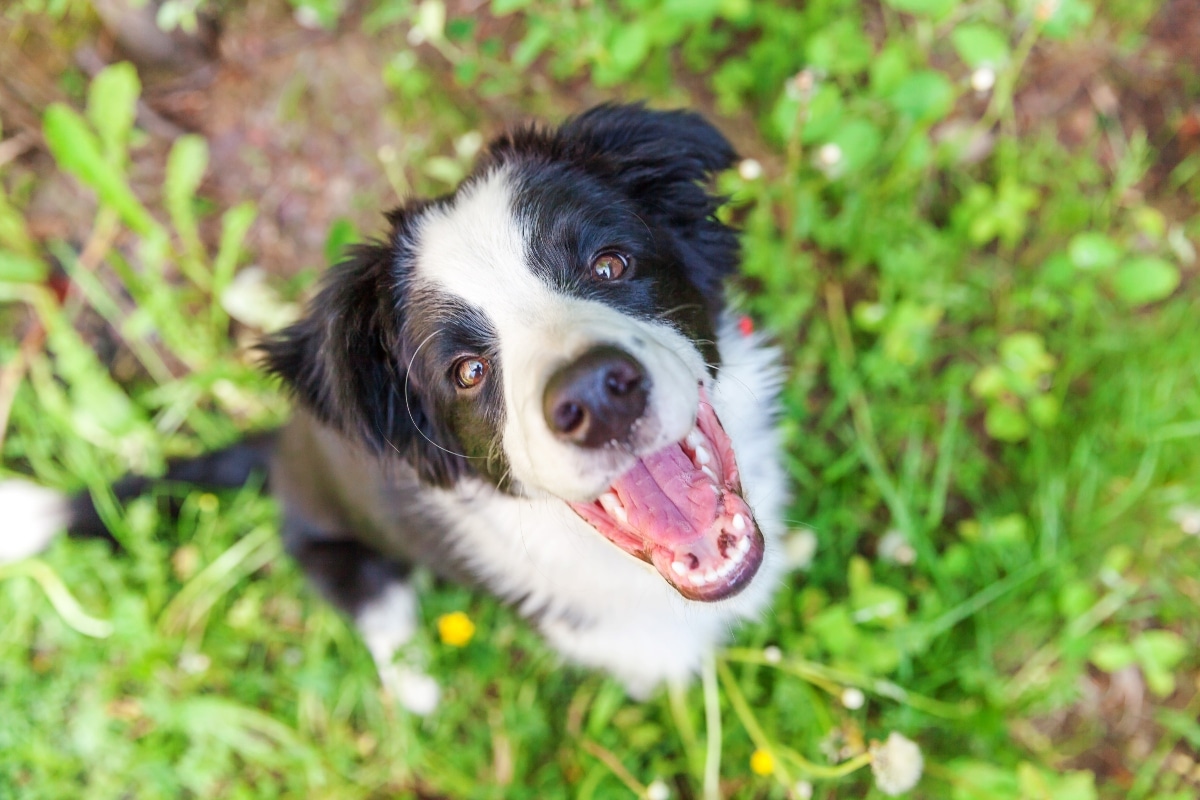 6 Best Dental Powders for Dogs