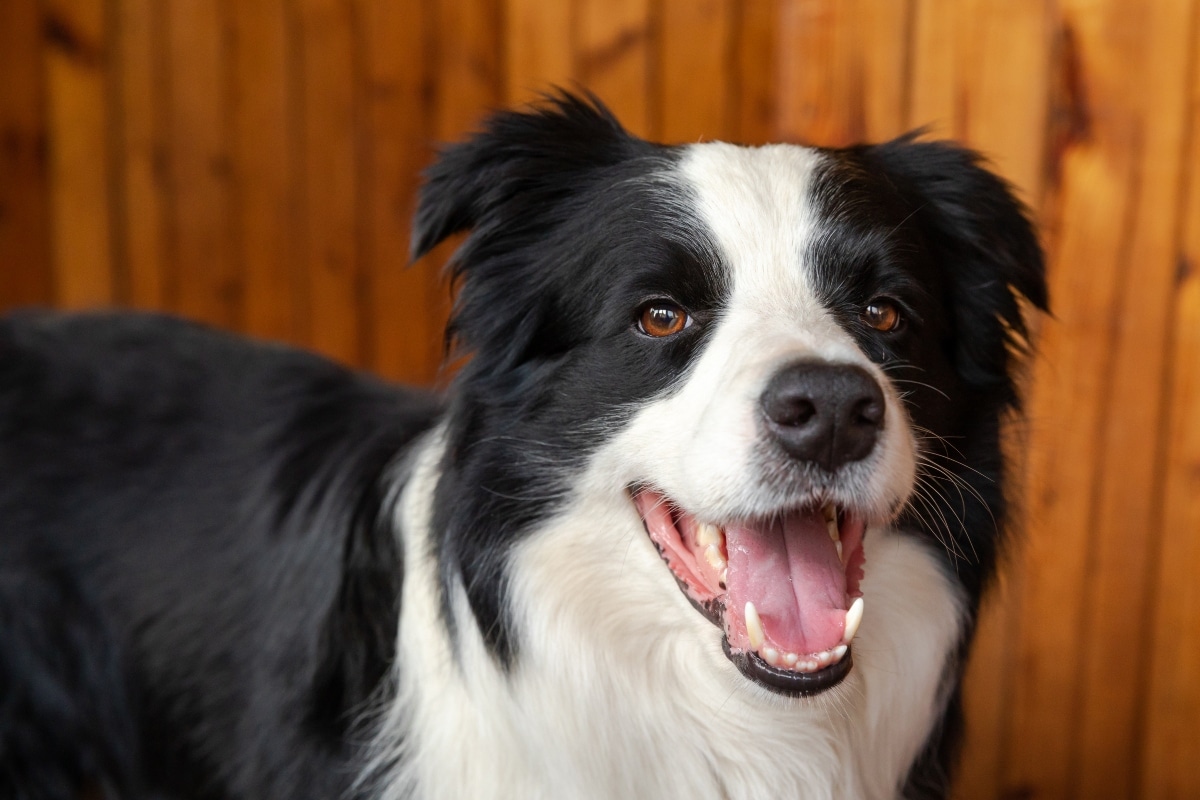 6 Best Dental Wipes for Dogs 6 Best Dental Wipes for Dogs