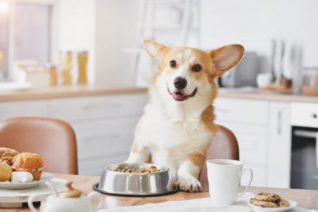 6 Best Oven Baked Dog Foods 6 Best Oven Baked Dog Foods