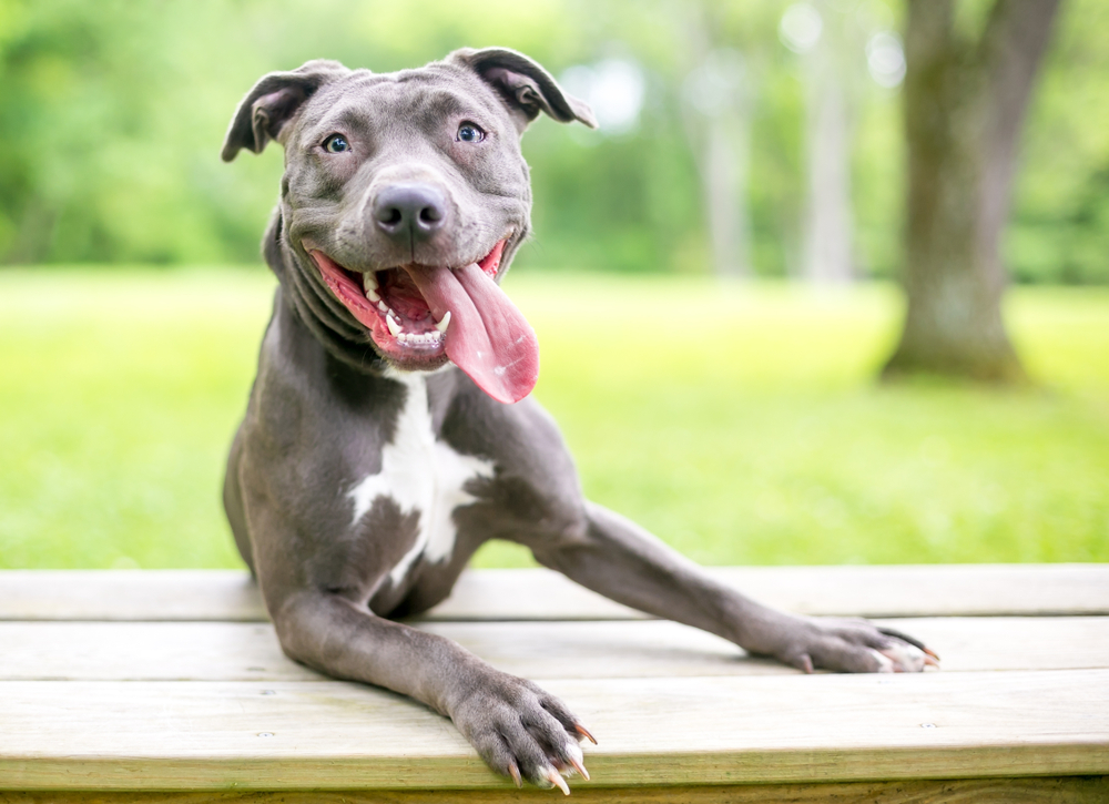 6 Best Supplements for Dogs with Cushing’s Disease 6 Best Supplements for Dogs with Cushing’s Disease