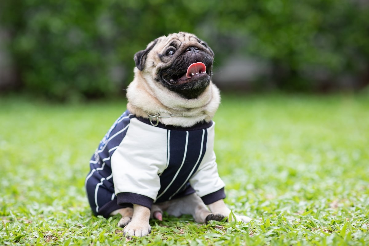 6 Best Supplements for Dogs with Intervertebral Disc Disease (IVDD) 6 Best Supplements for Dogs with Intervertebral Disc Disease (IVDD)