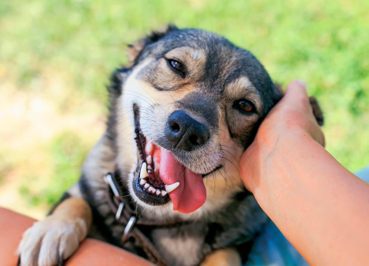 6 Best Supplements for a Dog with Patellar Luxation 6 Best Supplements for a Dog with Patellar Luxation