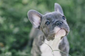 7 Best Adaptogen Supplements for Dogs 7 Best Adaptogen Supplements for Dogs