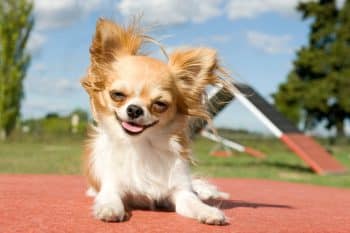 7 Best Bison Dog Foods