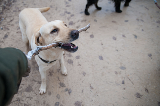 7 Best Collagen Sticks For Dogs