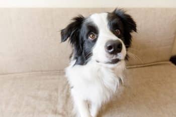 7 Best Duck Dog Foods