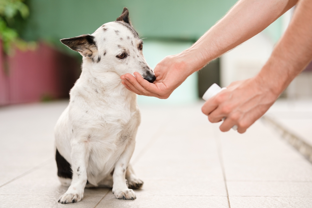 7 Best Synbiotics for Dogs [2025]